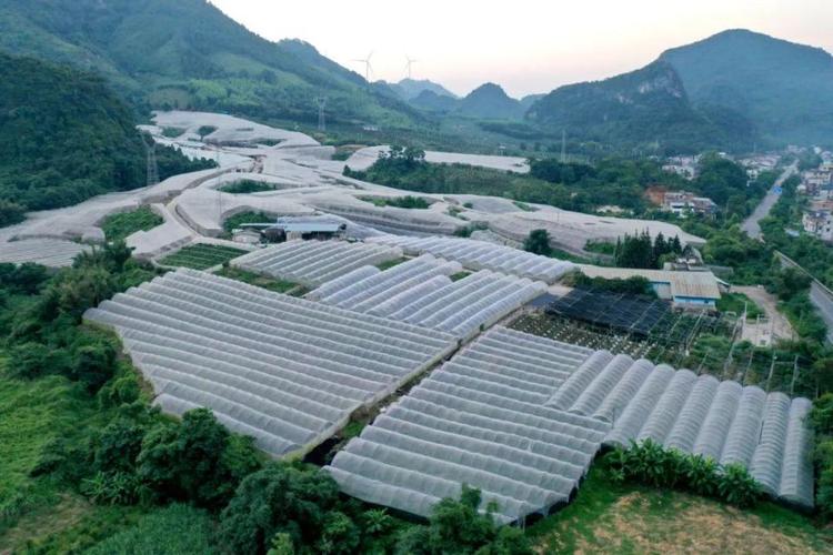 2025年融安县水果网室栽培设施建设项目扶持政策