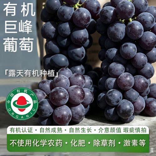 有机巨峰葡萄无污染环境种植自然成熟皮薄当季时令水果新鲜采摘 1斤
