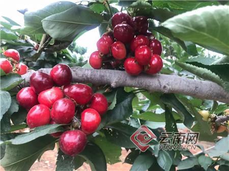 填补云南空白!高端水果车厘子在文山种植成功