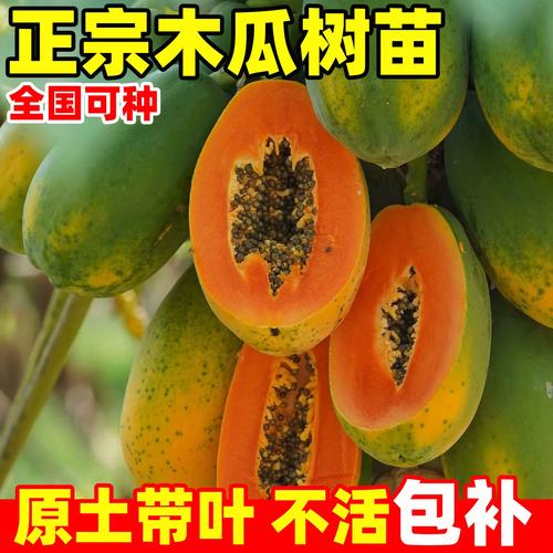 冰糖红心木瓜苗果树大苗正宗矮化嫁接苗南北方种植庭院名贵水果树