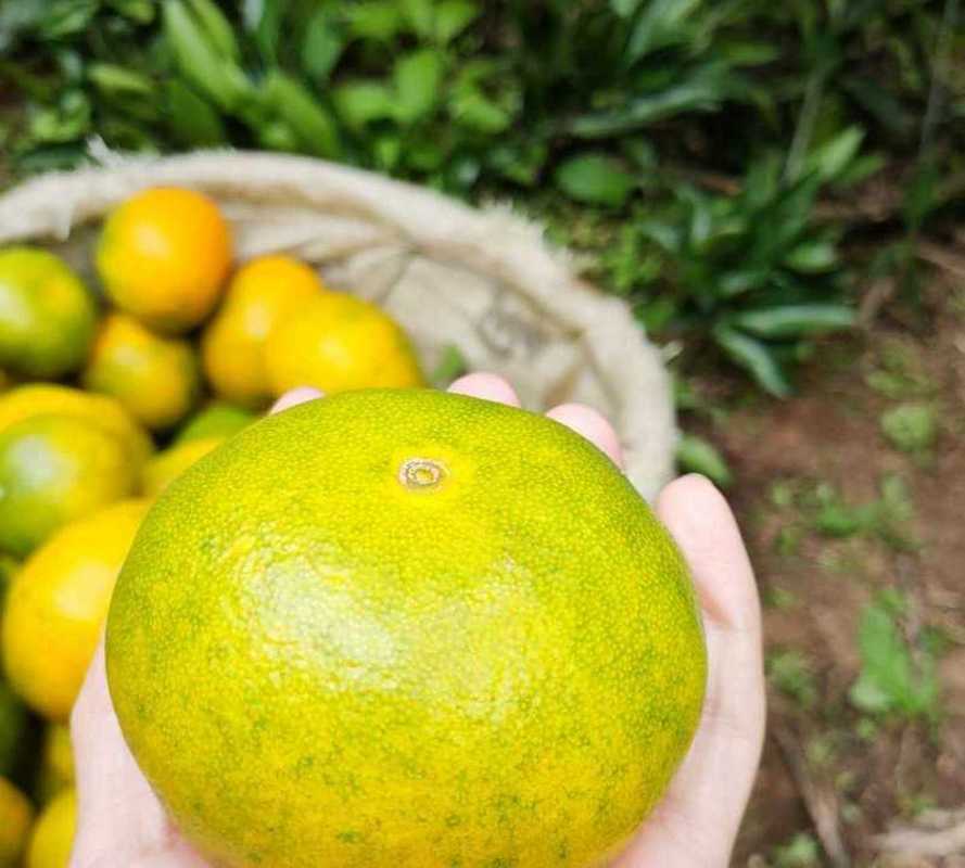 在水果种植这个行当里,基本上有所了解的人,都知道水果都存在一个提