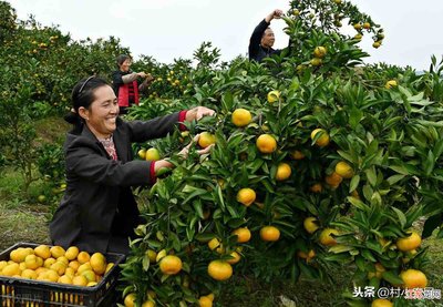 农民种什么水果致富