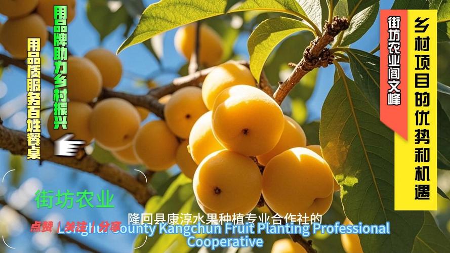 隆回县康淳水果种植专业合作社的黄金李是绿色食品
