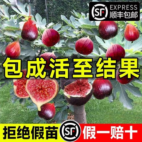 南方水果特产树苗厂家