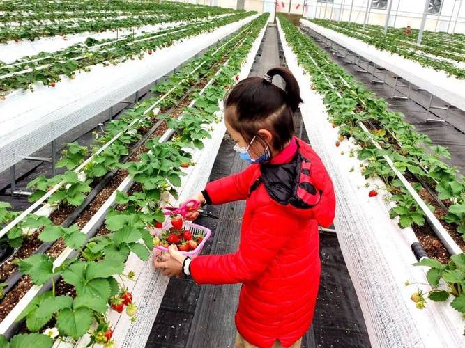 增江街水果采摘季 草莓、水果番茄、彩虹西瓜甜蜜来袭