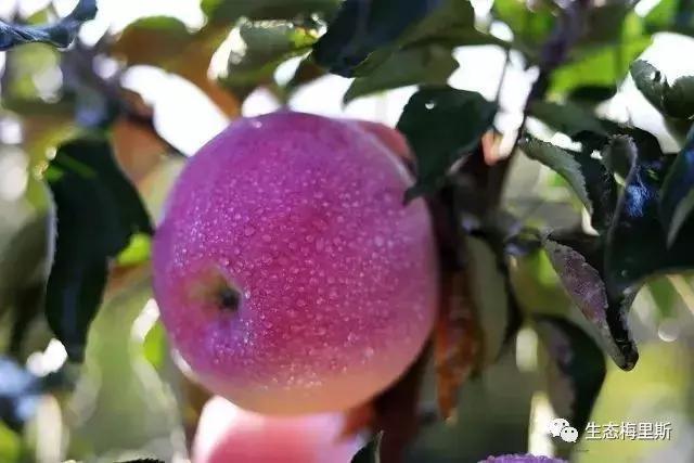 齐齐哈尔市梅里斯区金碧水果种植专业合作社 园艺 果园