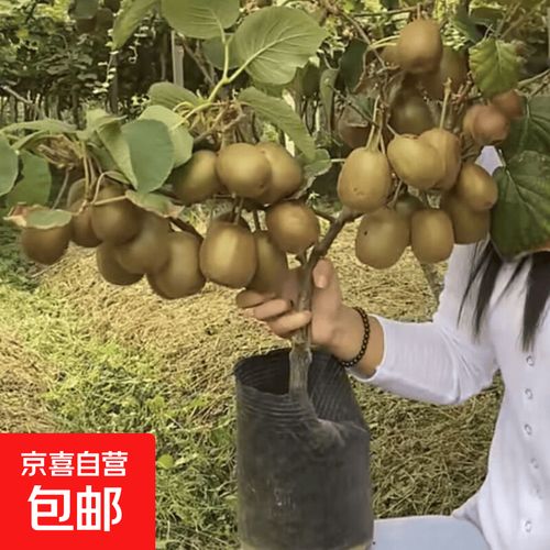 猕猴桃树果苗软枣猕猴桃树苗红心徐香猕猴桃苗南方北方种植水果苗